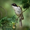 Kystracek blahovicnikovy - Melithreptus lunatus - White-naped Honeyeater 5296